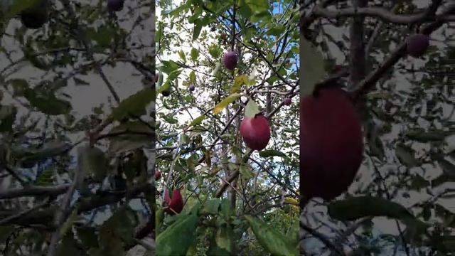Урожай на красной сливе смотреть онлайн