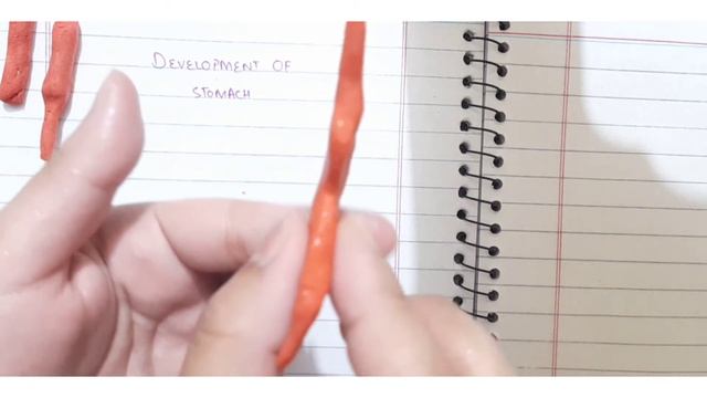 Development and Rotation of Stomach | Alimentary System Part 2 смотреть онлайн