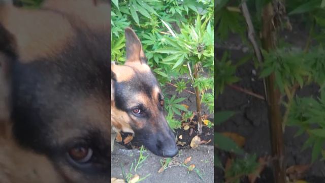 Профилактика заболеваний у собаки смотреть онлайн