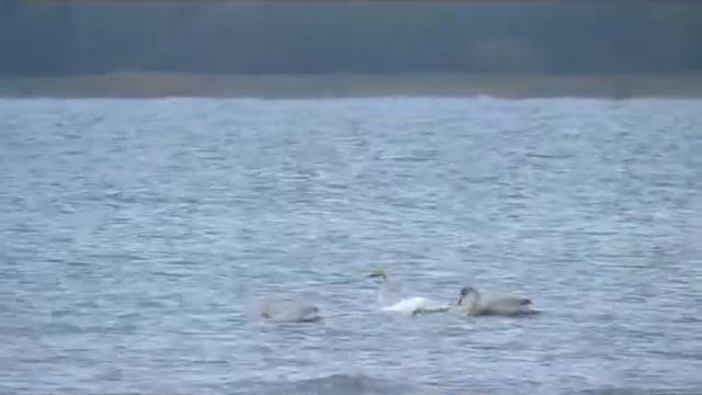 Дикие лебеди. Рыбинск смотреть онлайн