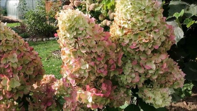 САМЫЕ КРАСИВЫЕ ГОРТЕНЗИИ В ОКТЯБРЕ‼️ смотреть онлайн