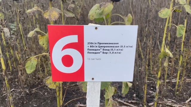 Уборка подсолнечника на опытных делянках. Метод учёта и процесс подготовки. смотреть онлайн