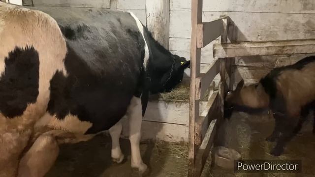 КУПИЛ НОВУЮ ЗВЕРУШКУ// ПРИВЯЗНОЕ и БЕЗПРИВЯЗНОЕ СОДЕРЖАНИЕ КОРОВ смотреть онлайн