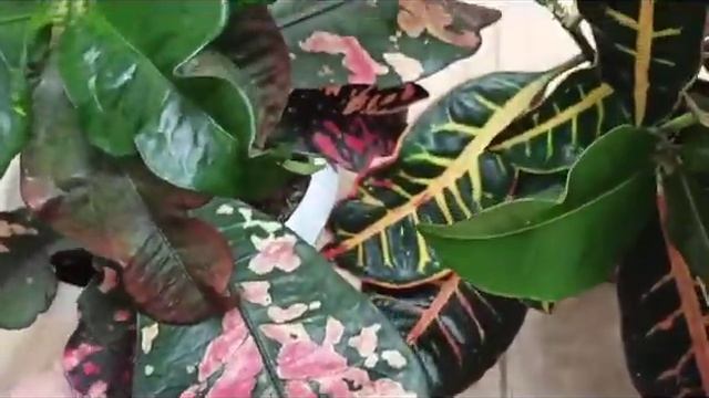 КРОТОН Магнефисент и Петра ? ПРОДАЮ почтой смотреть онлайн