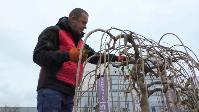 Тонкости и нюансы канделябровой обрезки плакучих форм деревьев. Шелковица плакучая.