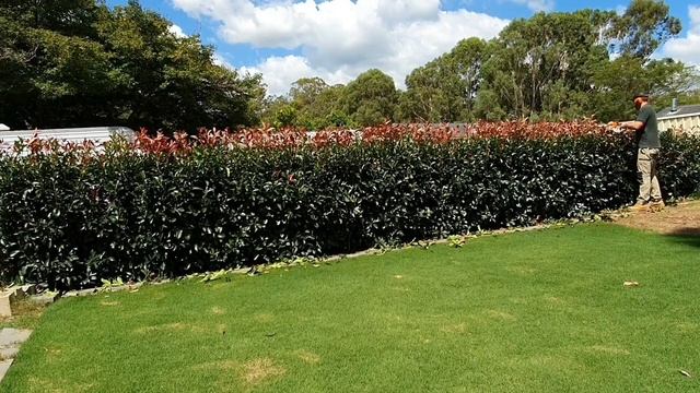 Photinia Hedge - Hedging tips смотреть онлайн