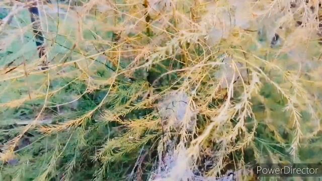 Необычное утро на даче/Амарант,клубника цветет в октябре. смотреть онлайн