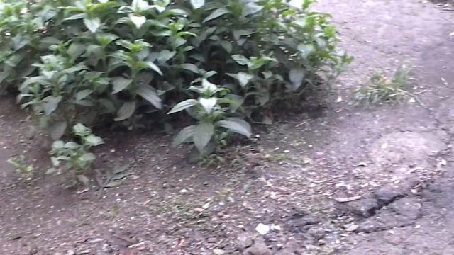 Самое время для заготовки лука на зиму смотреть онлайн