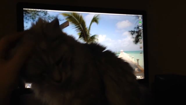 How Much Does a Maine Coon Cat Cost? смотреть онлайн