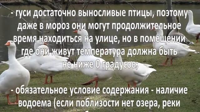 Разведение гусей как бизнес, обзор смотреть онлайн