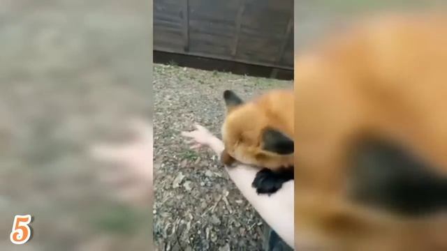 ЛИСЯО. Алиса - Лиса. Общение со скрипучей лисой