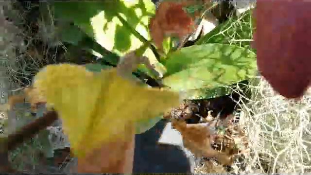 Discoloration- my Paphiopedilum Orchid - Venus slipper, Lady slipper orchid смотреть онлайн