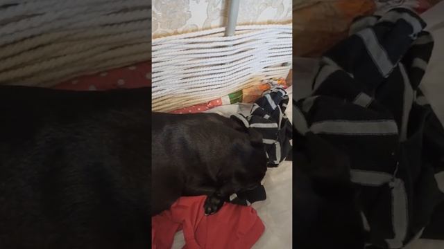 Подготовка к родам мопсов смотреть онлайн