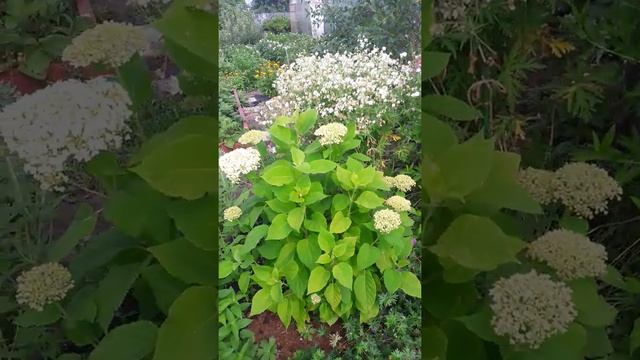 Как правильно размещать в цветнике луговую герань смотреть онлайн