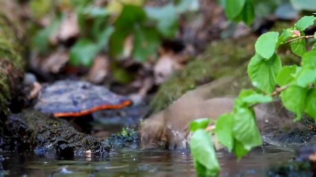 Беловежская пуща - Виа Песняры смотреть онлайн