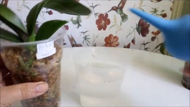 Как полить орхидею во мху?))) Несколько полезных советов)))