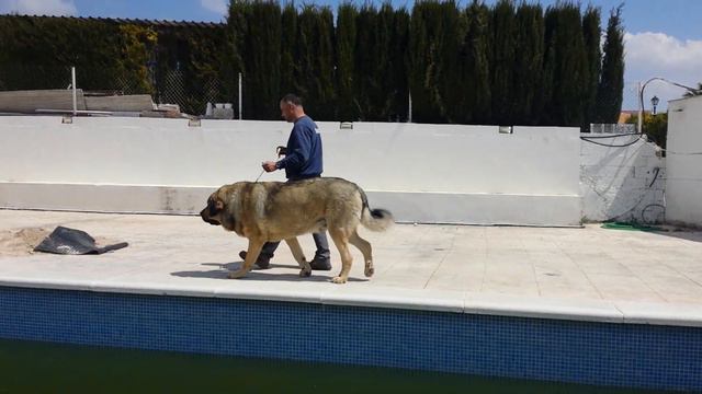 Mastín Español 90 Cm, 130 Kg. Испанский мастифф 90 см в холке, 130 кг