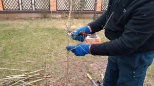 Обрезка граната.  Как сформировать из куста дерево.