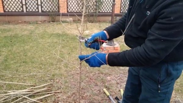 Обрезка граната.  Как сформировать из куста дерево.