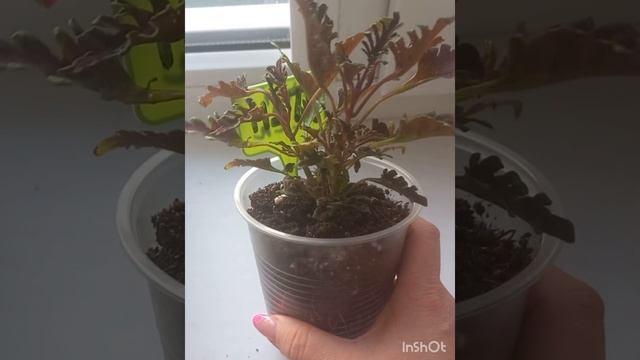 обзор моих подросших колеусов смотреть онлайн