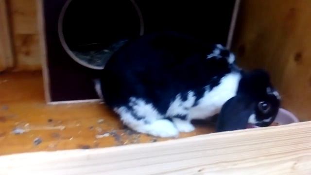 Крольчиха не кормит крольчат. Что делать? Кролиководство. смотреть онлайн