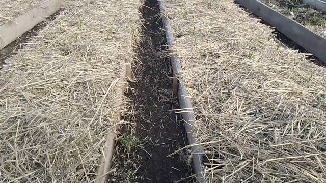 Чеснок в апреле! Мульча и грядки.... // Секреты хороших урожаев. смотреть онлайн
