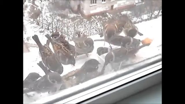 Синица-лазоревка и нападение воробьев смотреть онлайн