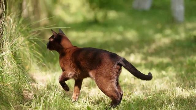 EXTREME Relaxation Music for Cats - Music to Relax Cats, Deep Relaxation, Stress Relief ♬ смотреть онлайн