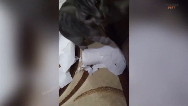 ПРИКОЛЫ С ЖИВОТНЫМИ / СМЕШНЫЕ ЖИВОТНЫЕ / ЗАБАВНЫЕ КОТЫ / ДО СЛЕЗ / ПРИКОЛЫ 2021 #6 смотреть онлайн