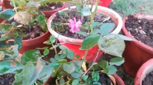 English rose | rose plant | how to care english rose plant
