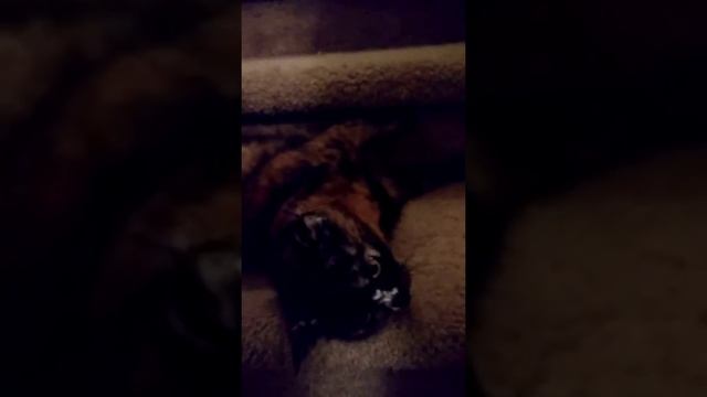 Squeaky Kitty ? смотреть онлайн