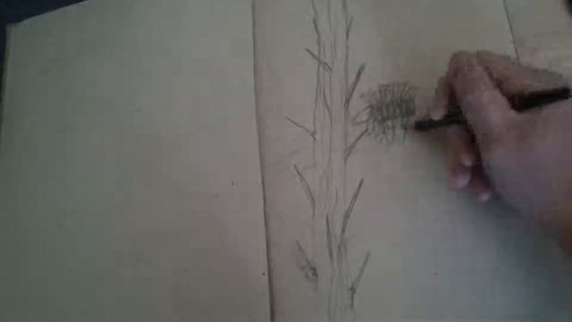 60-Second Sketch - Ocotillo Cactus смотреть онлайн