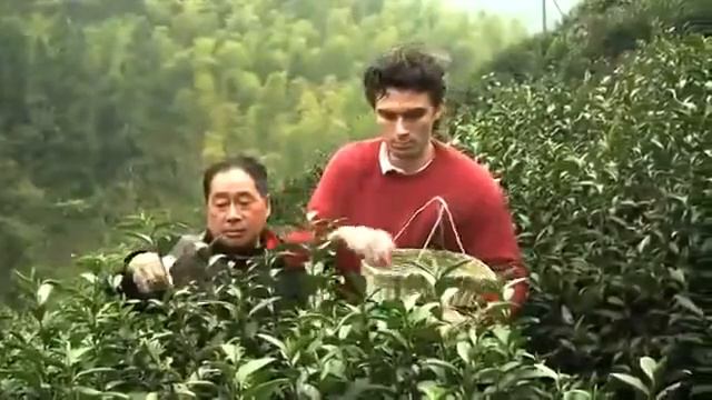 Зеленый чай сорта Лун Цзинь собирают вручную.. смотреть онлайн