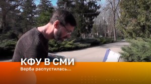 Верба распустилась…