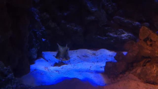 Рогатый Кузовок - CoralReef-Aqua.ru смотреть онлайн