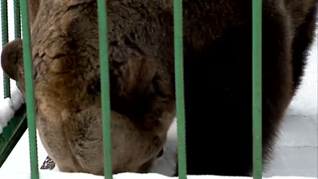 В День медведя ярославская медведица Маша еще не спит смотреть онлайн