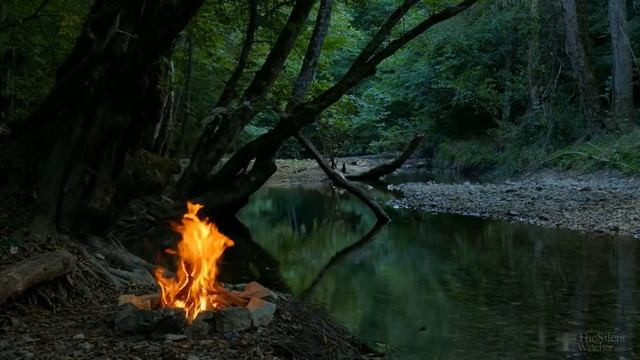 Антуриум коричневые пятна на листьях. Что делать? смотреть онлайн
