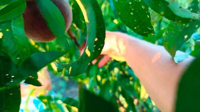 Манон или Ред Робин? смотреть онлайн