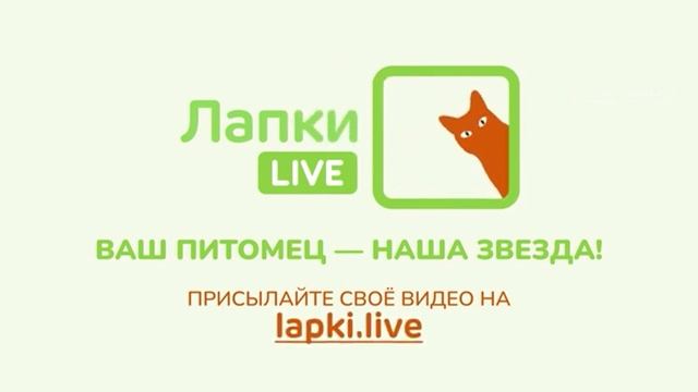 Лапки Live ID's showreel (05.2023) смотреть онлайн