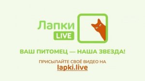 Лапки Live ID's showreel (05.2023)