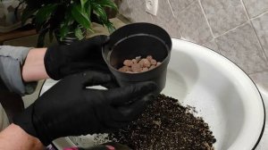 Аглаонема Сильвер Бей | Стрессовая пересадка, грунт, уход.