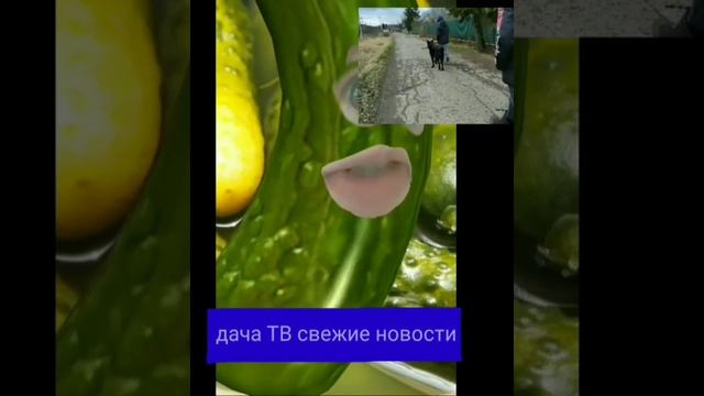 дача ТВ/ ШОК НАШЛИ МАНЬЯКА В РЕЧКЕ!!!!! 104294738348293749337492+ смотреть онлайн