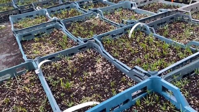 Пихта Нордмана смотреть онлайн