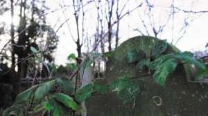 Дары, откупы и закупы на кладбище для мертвых, Хозяина и Хозяйки , для Богов. Кладбищенская магия