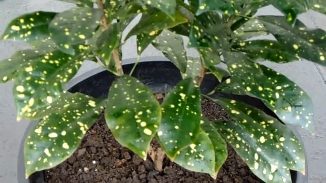 Aureo Maculatum - Gold Dust Croton