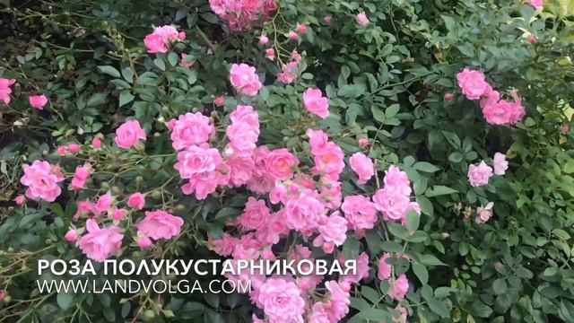 Розы полукустарниковые. Полукустовая роза. Ландволга. Ландшафт на Волге смотреть онлайн