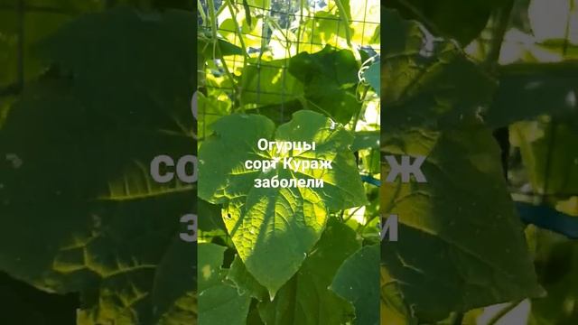 ОГУРЦЫ сорт КУРАЖ заболели. Ну вот, началось опять. 1 августа сезон 2022 смотреть онлайн