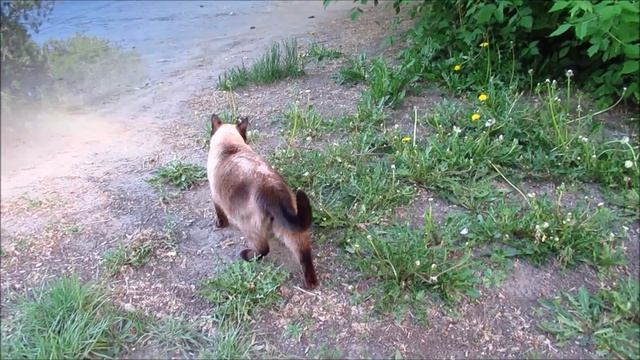 Кот на прогулке. Кошечки в окошечках. смотреть онлайн
