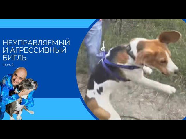Неуправляемый и агрессивный бигль(Часть 2) смотреть онлайн