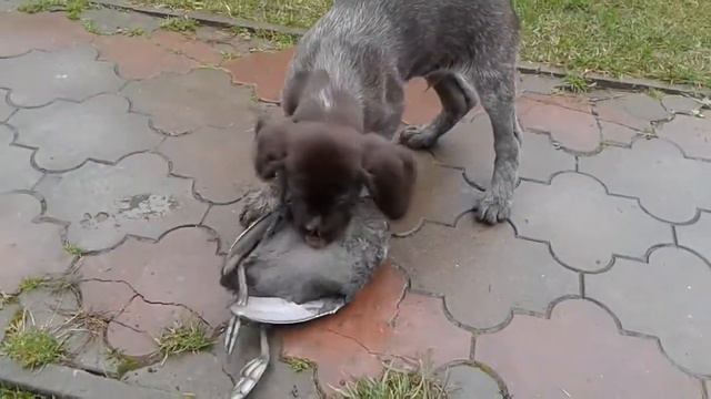 Щенки дратхаар. Чернівці 0502255154 смотреть онлайн